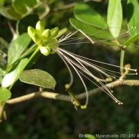 Thailentadopsis nitida (Vahl) G.P.Lewis & Schrire